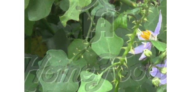 Benefits of Thuthuvalai